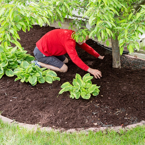 mulch installation is best done in the spring or early summer to prepare the garden for the growing season